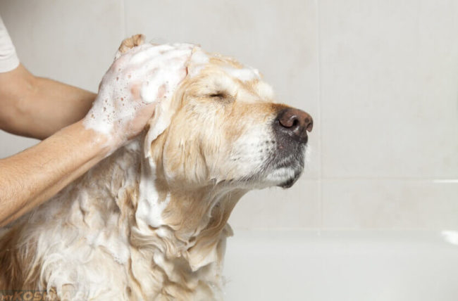 Намыливание шампуня на собаке