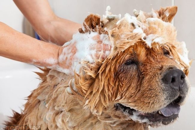 Собака в пене от шампуня