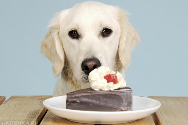 Собака и торт на тарелке на столе