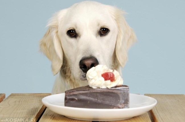 Собака и кусок торта на тарелке