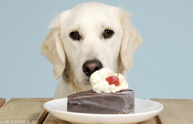 Собака и кусочек торта на тарелке