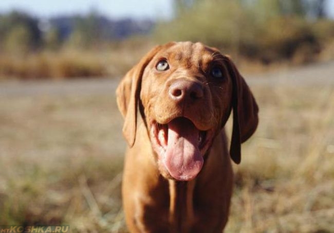 Коричневая собака с высунутым языком