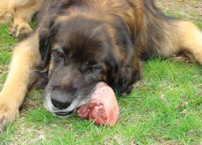 Собака и кусок мяса на траве