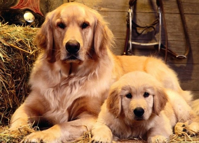 Собака и щенок одного окраса