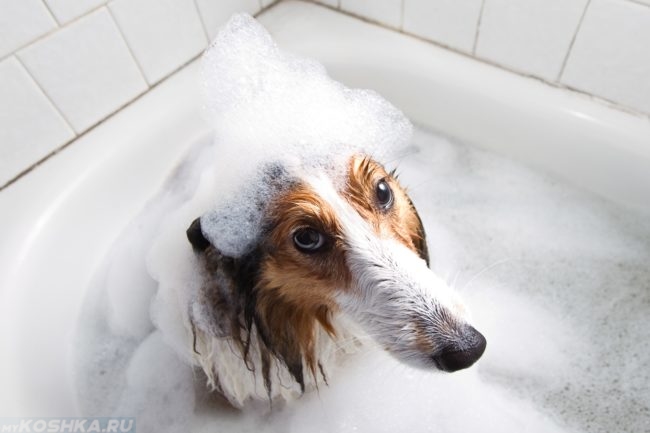 Собака в пене сидящая в ванной