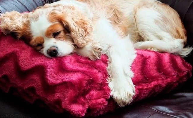 Сонливая собака на подушке