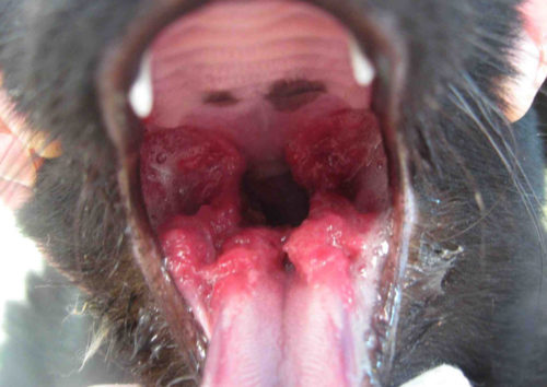 Стоматит у собаки во рту в приближенном виде