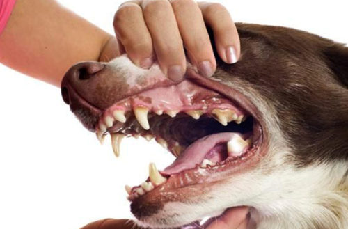 Стоматит у собаки во рту на десне