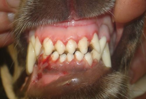 Стоматит у собаки во рту с кровью