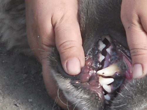 Стоматит у собаки во рту и руки хозяина