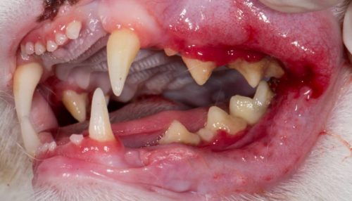 Стоматит у собаки во рту рядом с зубами