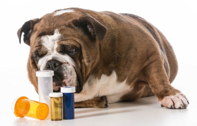 Собака и разноцветные баночки от таблеток