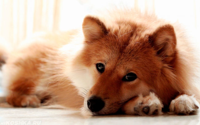 Собака лежащая на полу с открытыми глазами