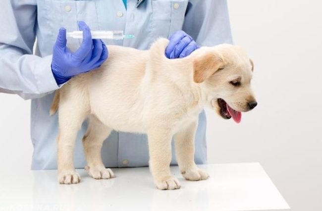 Вакцинация щенка в ветеринарной клинике