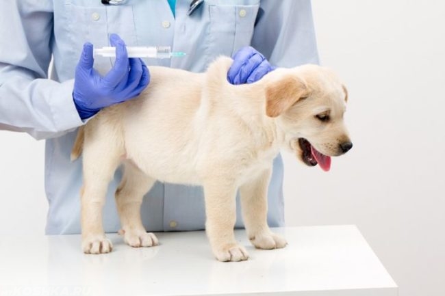Вакцинация щенка в клинике