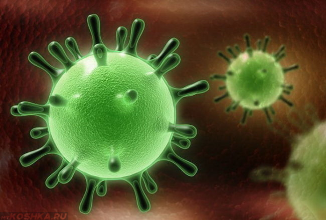 Вирус изображённый в виде рисунка