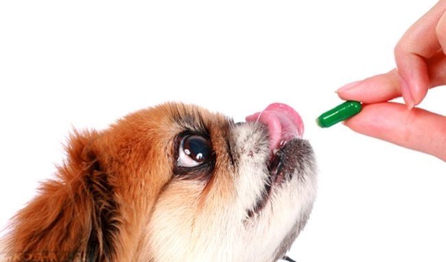 Витаминка в руке и собака с языком