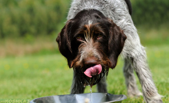 Собака пьющая воду и миски