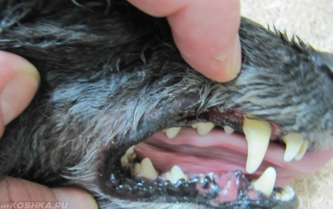 Выпадение зубов у собаки