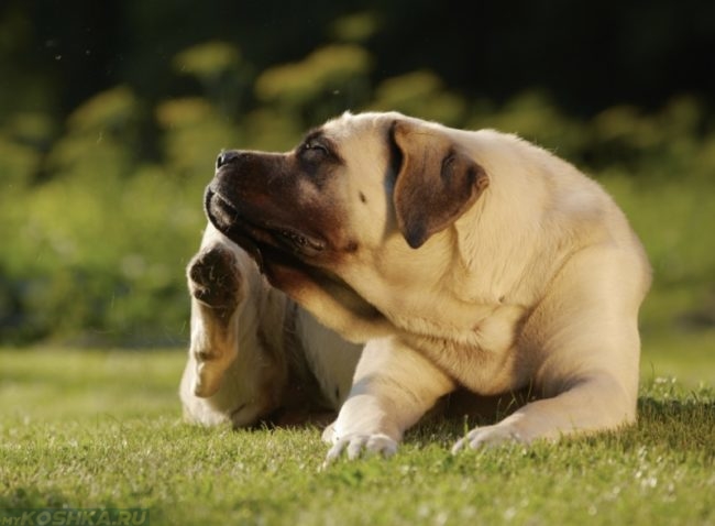 Зуд у собаки на теле сидящей на траве