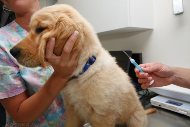 Собака у ветеринаров и анестетик