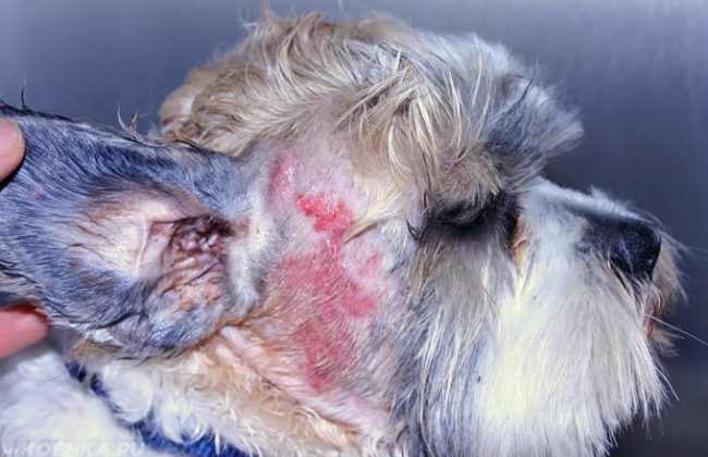 Среднетяжёлая площадь поражения атопическим дерматитом у собаки