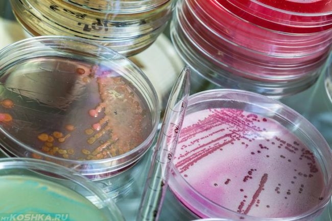 Бактерии в лабораторной среде
