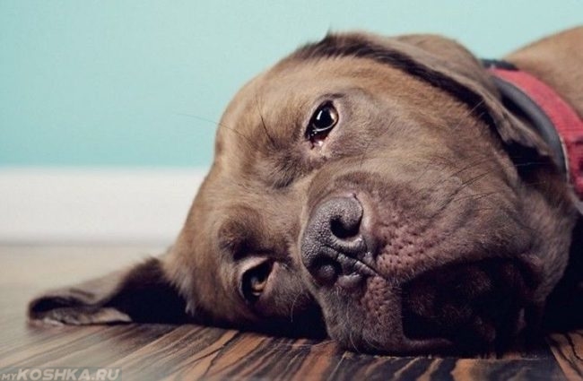 Заболевшая собака лежащая на полу