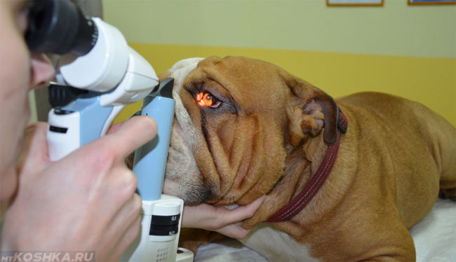 Диагностика глаз собаки в клинике