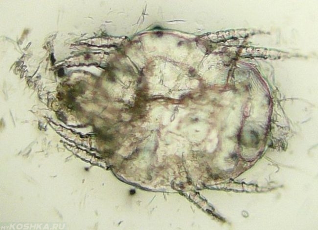 Клещ возбудитель хейлетиеллёза под микроскопом