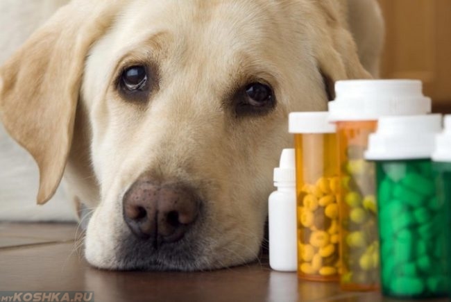 Собака и таблетки в баночках