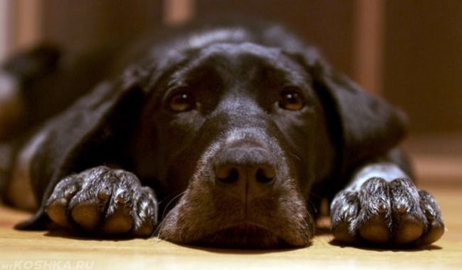 Собака чёрного окраса лежащая на полу