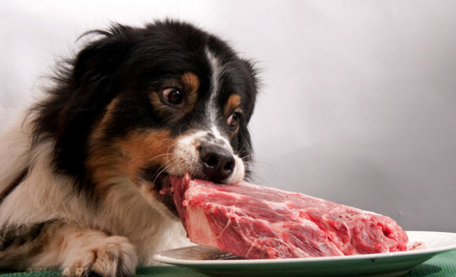 Собака и кусок красного мяса