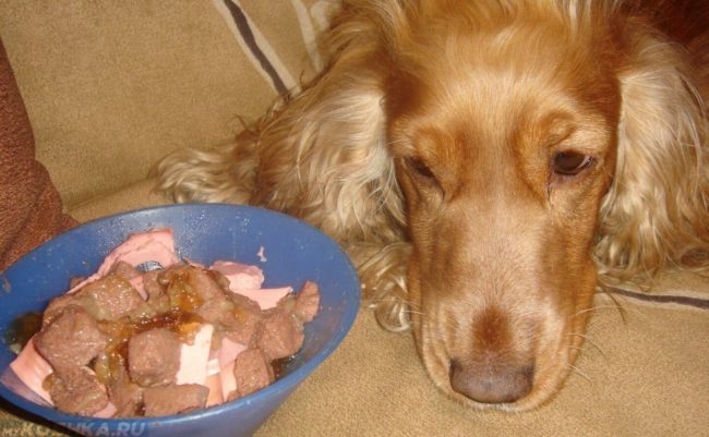 Собака лежащая на полу у миски с едой