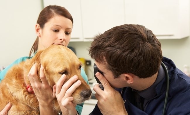 Осмотр глаз у собаки в клинике