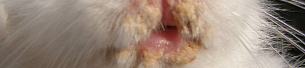 Поражение пастереллезом у кролика на морде у носа