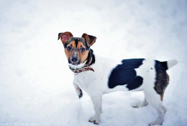 Собака зимой на белом снегу
