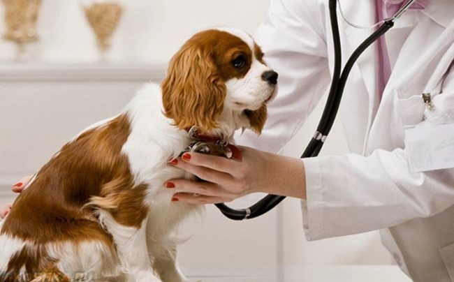 Прослушивание собаки в ветеринарной клинике