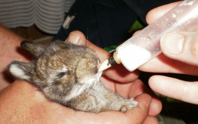 Поение маленького кролика раствором сульфаниламида при лечении от пастереллеозе