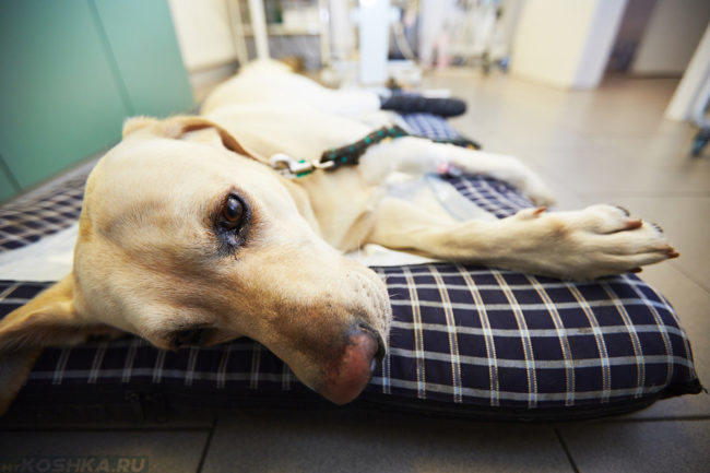 Собака в ветеринарной клинике на кушетке