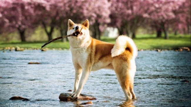 Собака играющая с палкой у воды
