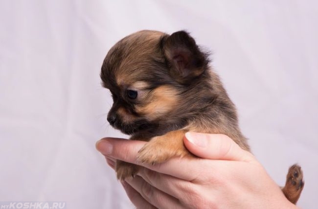 Маленький щенок на руках 