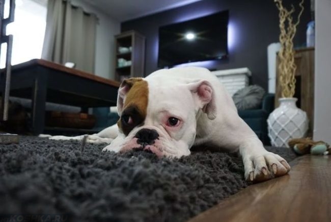 Слабость у собаки лежащей на ковре