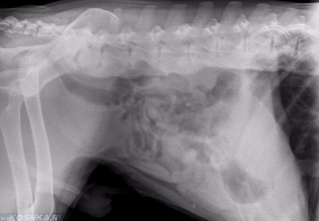Спондилез у собаки на рентгене