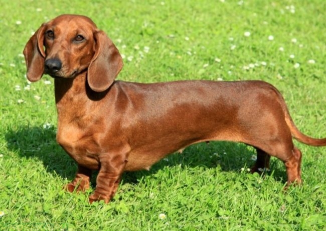 Собака породы такса коричневого окраса