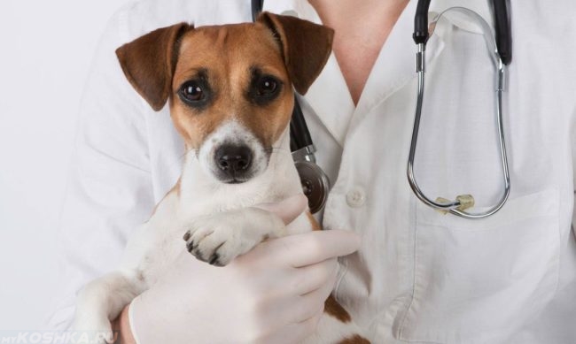 Собака и ветеринарный врач