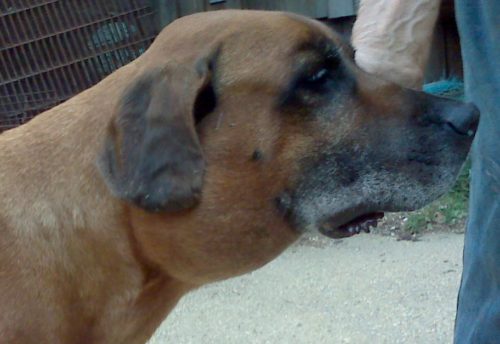 Воспалённые лимфоузлы у собаки на шее коричневого окраса