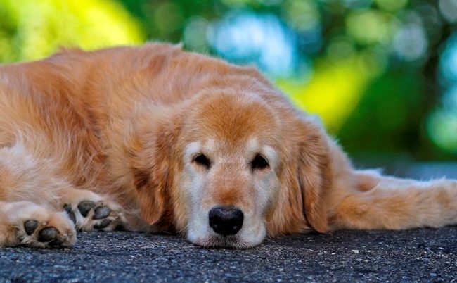 Вялая собака лежащая на асфальте