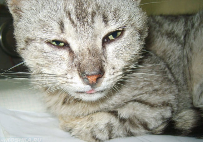 Серый кот заболевший ринотрахеитом