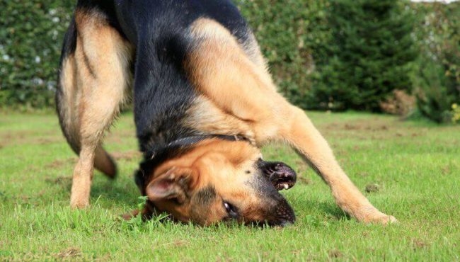 Зуд вокруг глаз у собаки трущейся об траву